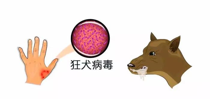 【健康科普】防治狂犬病，这些知识你知道吗？